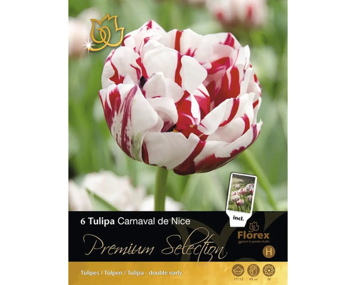 Paquet de six bulbes de tulipes Tulipa Carnaval de Nice