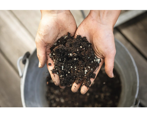 Les mains tiennent du terreau avec de la perlite devant un seau.