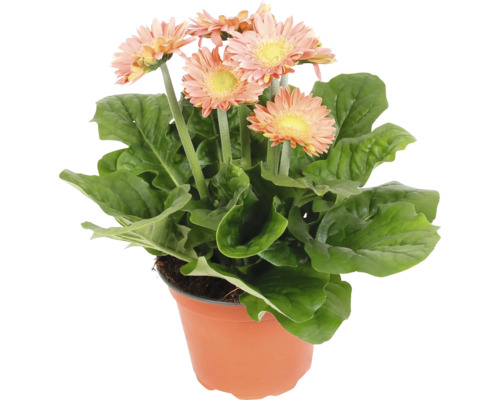 Gerbera Pflanze im Topf mit Blättern