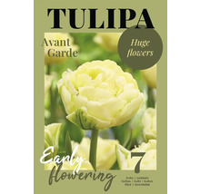Paquet de bulbes de tulipes Avant Garde de sept pièces pour une floraison précoce et de grandes fleurs