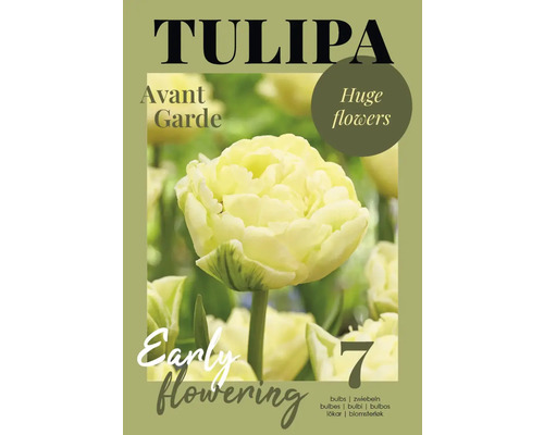 Paquet de bulbes de tulipes Avant Garde de sept pièces pour une floraison précoce et de grandes fleurs