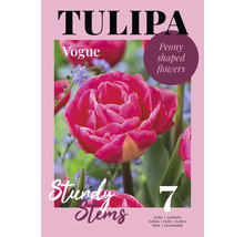 Tulpen Blumenzwiebeln der Sorte Vogue mit gefüllten Blüten, Inhalt 7 Stück