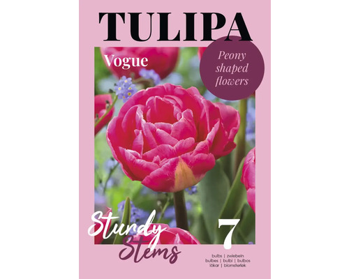 Tulpen Blumenzwiebeln der Sorte Vogue mit gefüllten Blüten, Inhalt 7 Stück
