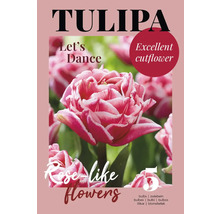 Bulbes de tulipes de la variété Let''s Dance pour fleurs coupées excellentes