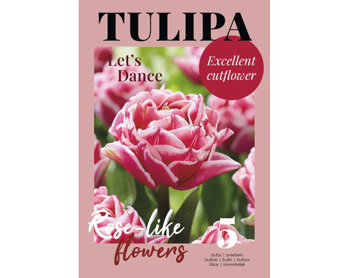 Bulbes de tulipes de la variété Let''s Dance pour fleurs coupées excellentes