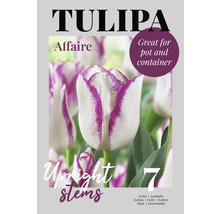 Bulbes de tulipes Tulipa Affaire, adaptés aux pots et conteneurs, 7 pièces
