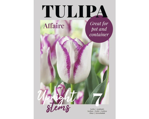 Bulbes de tulipes Tulipa Affaire, adaptés aux pots et conteneurs, 7 pièces