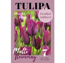 Tulipes Night Club, multiflores, lot de sept bulbes