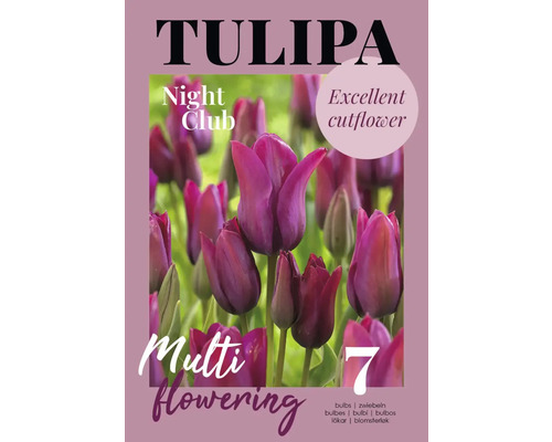 Tulipes Night Club, multiflores, lot de sept bulbes