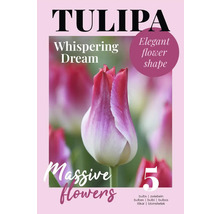 Tulpenzwiebeln der Sorte Whispering Dream, Packung mit 5 Stück