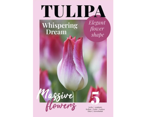 Tulpenzwiebeln der Sorte Whispering Dream, Packung mit 5 Stück