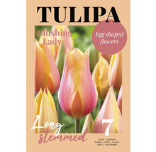 Bulbes de tulipes ''Blushing Lady'' avec des fleurs ovoïdes et de longues tiges, 7 pièces