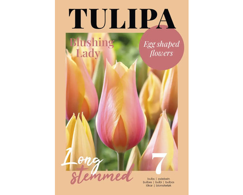 Bulbes de tulipes ''Blushing Lady'' avec des fleurs ovoïdes et de longues tiges, 7 pièces