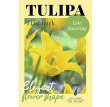 Bulbes de tulipes Flashback pour une floraison tardive et une forme de fleur élégante