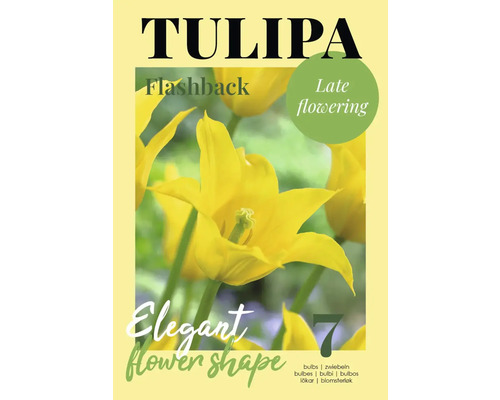 Bulbes de tulipes Flashback pour une floraison tardive et une forme de fleur élégante