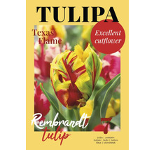 Tulipe Texas Flame bulbes paquet