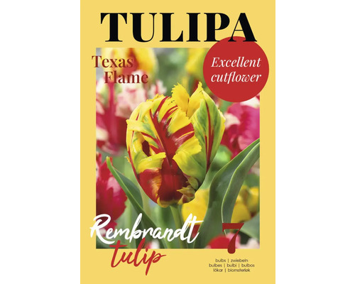 Tulipe Texas Flame bulbes paquet