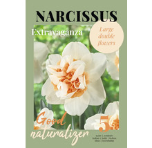 Paquet de bulbes de narcisses Extravaganza contenant cinq bulbes