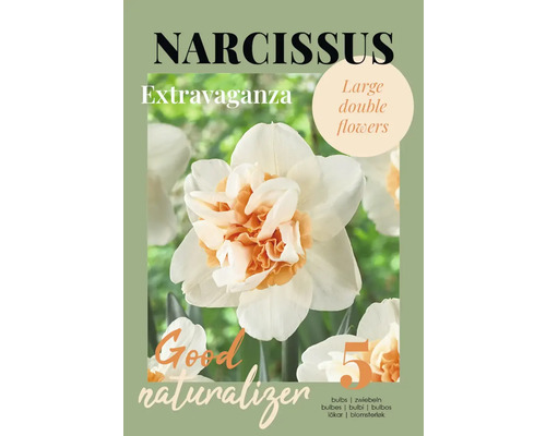 Paquet de bulbes de narcisses Extravaganza contenant cinq bulbes