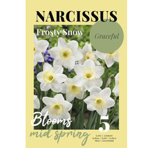Emballage de narcisses Frosty Snow avec cinq bulbes qui fleurissent au printemps