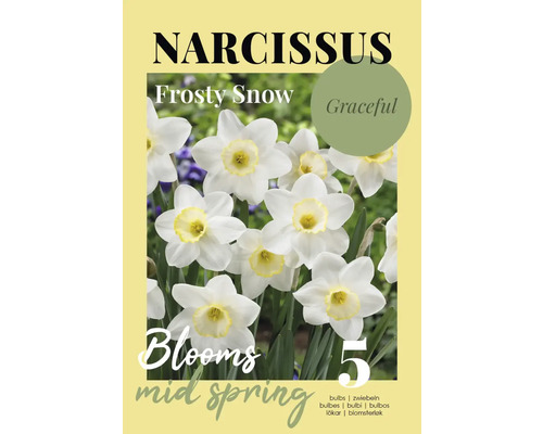 Emballage de narcisses Frosty Snow avec cinq bulbes qui fleurissent au printemps