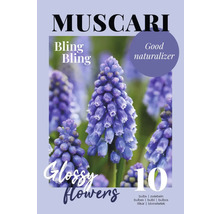 Verpackung mit zehn Muscari Bling Bling Blumenzwiebeln