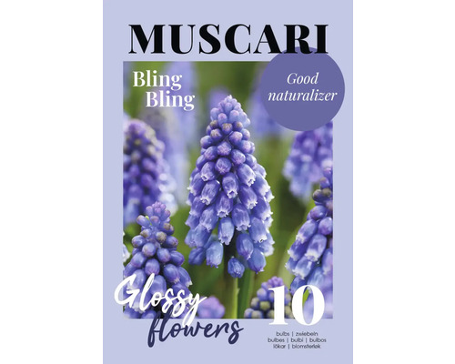 Paquet de dix bulbes de Muscari Bling Bling