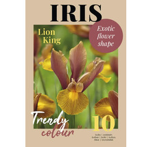 Bulbes d''iris, variété Lion King, 10 pièces