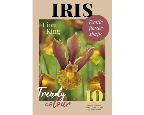 Bulbes d''iris, variété Lion King, 10 pièces