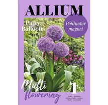 Allium ornemental paquet de bulbes