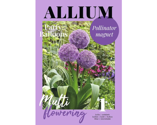 Allium ornemental paquet de bulbes