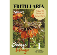 Fritillaria Sunset bulbe, appréciée des abeilles et des papillons