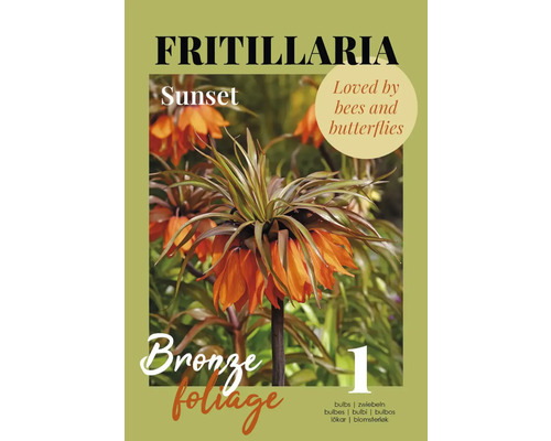 Fritillaria Sunset bulbe, appréciée des abeilles et des papillons