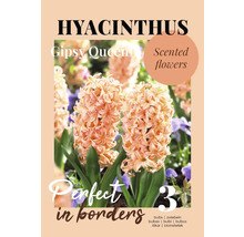 Hyacinthe Gipsy Queen avec fleurs parfumées, trois bulbes pour les bordures
