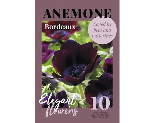 Anémone Bordeaux, paquet de dix bulbes