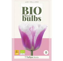 Paquet de bulbes de fleurs avec sept Tulipa Siesta biologiques