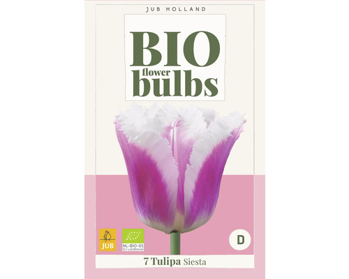Paquet de bulbes de fleurs avec sept Tulipa Siesta biologiques