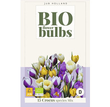 Paquet d''un mélange de 15 espèces de crocus biologiques