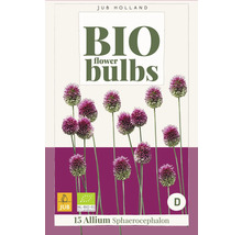 Emballage bulbes de fleurs biologiques Allium Sphaerocephalon