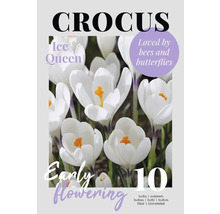 Krokus Ice Queen Blumenzwiebelpackung, 10 Stück, Frühblüher