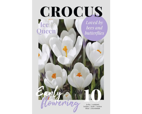 Crocus Ice Queen, lot de bulbes, 10 pièces, floraison précoce
