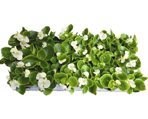 Begonien mit weißen Blüten und grünen Blättern