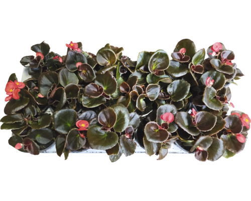 Begonien mit Blüten und Blättern in einer Schale