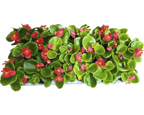 Begonien mit roten Blüten und grünen Blättern