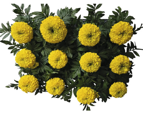 Soucis jaunes avec feuilles vertes