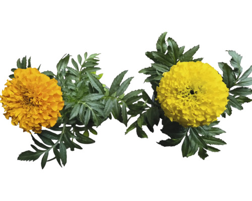 Soucis avec feuilles vertes