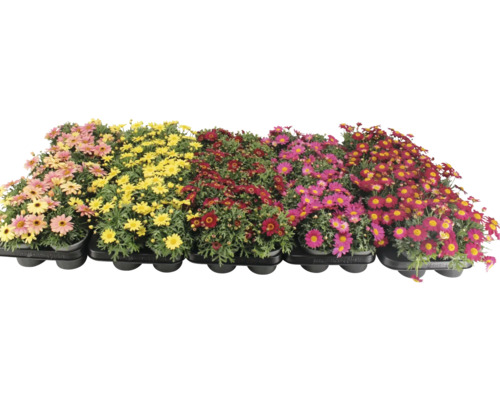 Plants de marguerites multicolores dans un plateau de culture