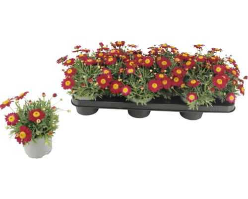 Marguerites en pot et dans un emballage de transport