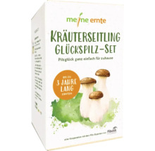 Kräuterseitling Glückspilz Set in einer Verpackung