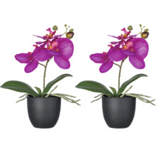 Deux orchidées en pot avec des fleurs